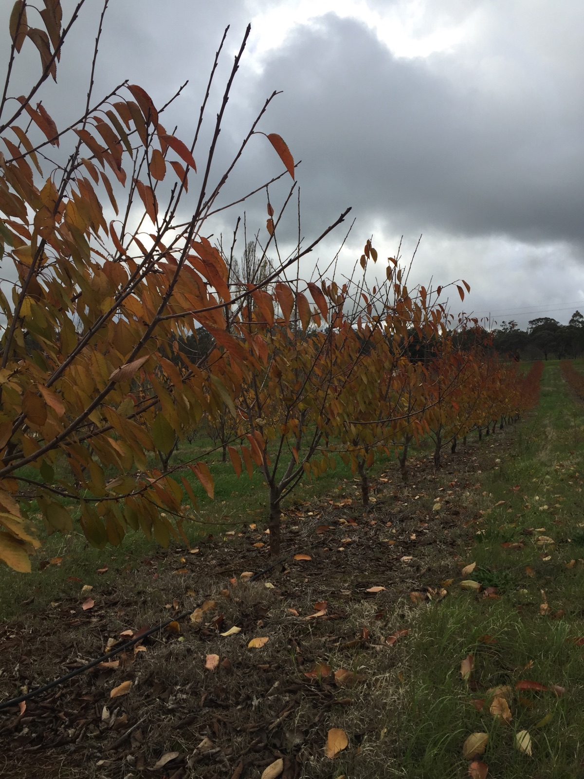 Our Trees Are Losing Their Leaves Cherrymore